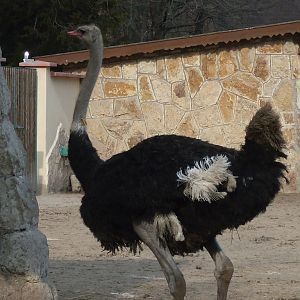 Male ostrich
