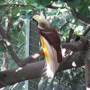 Jurong Bird Park 2008 - Lesser Bird of Paradise