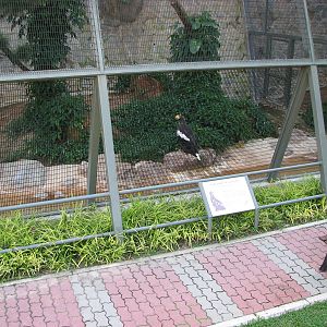 Jurong Bird Park 2008 - Steller Sea Eagle in the second Birds of Prey row