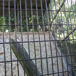 Jurong Bird Park 2008 - Himalayan Griffon Vultures in the second Birds of P
