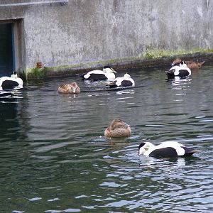 Eider ducks at Marwell Wildlife, 6 March 2010
