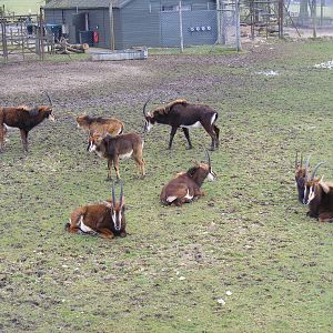 Sable antelopes at Marwell Wildlife, 6 March 2010
