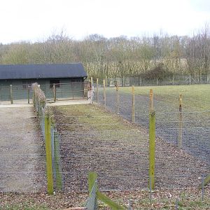 Somali wild ass yard at Marwell Wildlife, 6 March 2010