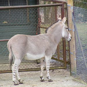 Somali wild ass at Marwell Wildlife, 6 March 2010