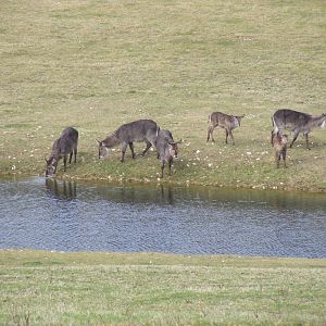 Ellipsen waterbucks in African Valley at Marwell Wildlife, 6 March 2010
