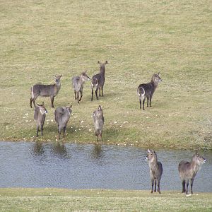 Ellipsen waterbucks in African Valley at Marwell Wildlife, 6 March 2010