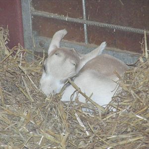 Addax calf at Marwell Wildlife, 6 March 2010