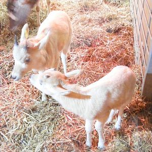 Addax calves at Marwell Wildlife, 6 March 2010
