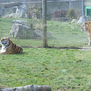 Yenna and Gamin the Amur tigers at Marwell Wildlife, 6 March 2010