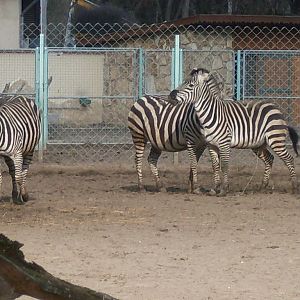 Grant zebra