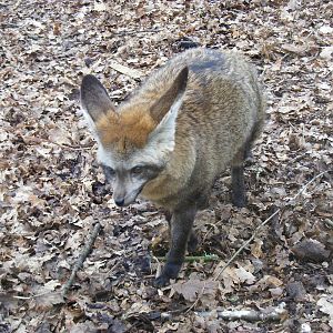 Bat-eared fox at Marwell Wildlife, 6 March 2010