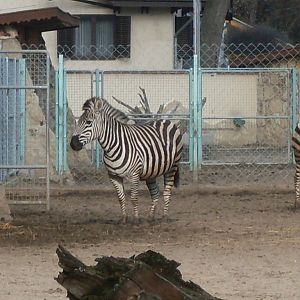 Grant zebra