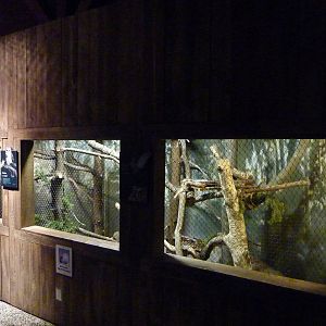 Barred Owl Exhibit