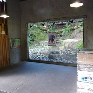 American Black Bear Exhibit