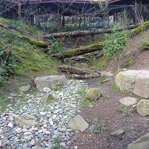 American Black Bear Exhibit