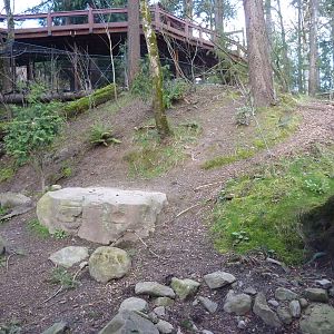 American Black Bear Exhibit
