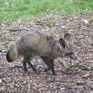 Bat-eared fox at Marwell Wildlife, 6 March 2010