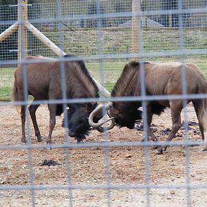 Roony and Orana the black wildebeests (white-tailed gnus) at Marwell Wildli