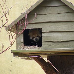 Chilli the red panda at Marwell Wildlife, 6 March 2010