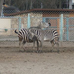 Zebra fight ( Grant zebra)