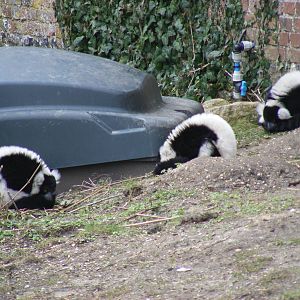 Black and white ruffed lemurs at Marwell Wildlife, 6 March 2010