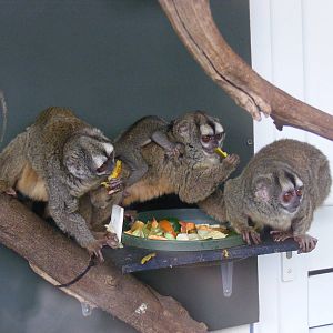 Tigre, Xingu, Curraray and Tambo the douroucoulis at Marwell Wildlife, 6 Ma