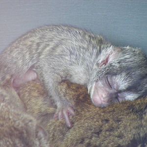 Tambo the douroucouli at Marwell Wildlife, 6 March 2010