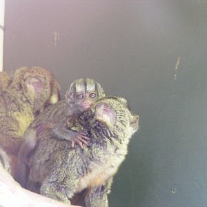 Tigre, Xingu and Tambo the douroucoulis at Marwell Wildlife, 6 March 2010