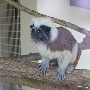 Cotton-top tamarin at Marwell Wildlife, 6 March 2010