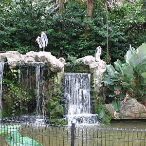 Jurong Bird Park 2008 - Marabu exhibit