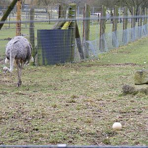 Ostrich with egg at Marwell Wildlife, 6 March 2010