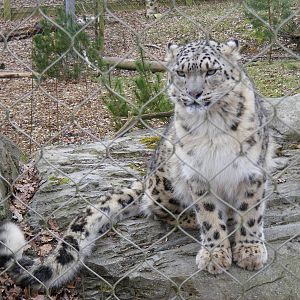 Indeever the snow leopard at Marwell Wildlife, 6 March 2010