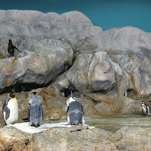 Jurong Bird Park 2008 - Humboldt Penguins and King Penguins in Penguin Expe