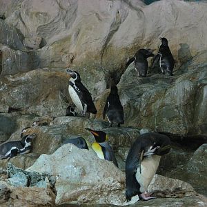 Jurong Bird Park 2008 - Humboldt, Maccaroni and King Penguins in Penguin Ex