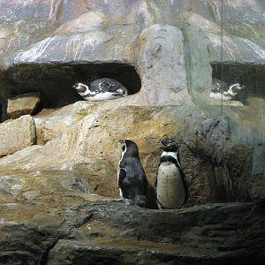 Jurong Bird Park 2008 - Humboldt Penguins in Penguin Expedition