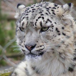 Indeever the snow leopard at Marwell Wildlife, 6 March 2010