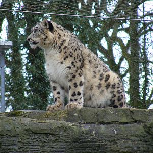 Irina the snow leopard at Marwell Wildlife, 6 March 2010