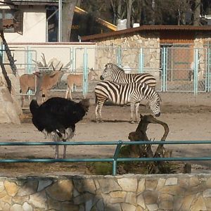 Africa mixed exhibit