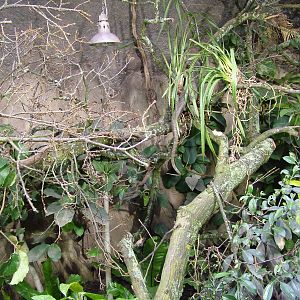 Mangrove Monitor exhibit at Chester 06/03/10
