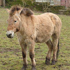 Przewalski's Horse at Chester 06/03/10