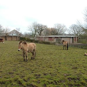 Przewalski's Horses at Chester 06/03/10