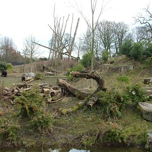 Spectacled Bear and Coati exhibit at Chester 06/03/10