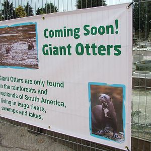 Giant Otters - Coming Soon at Chester 06/03/10