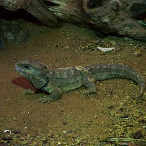 Tuatara at Chester 06/03/10