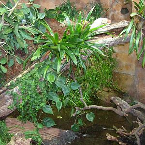 Remodelled Caiman Lizard exhibit at Chester 06/03/10