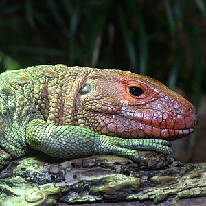 Caiman Lizard at Chester 06/03/10