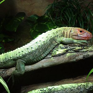 Caiman Lizard at Chester 06/03/10
