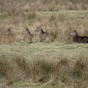 Red Deer