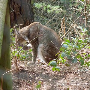 Grishkin the Eurasian Lynx