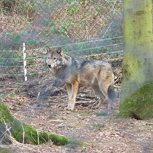 European Wolf